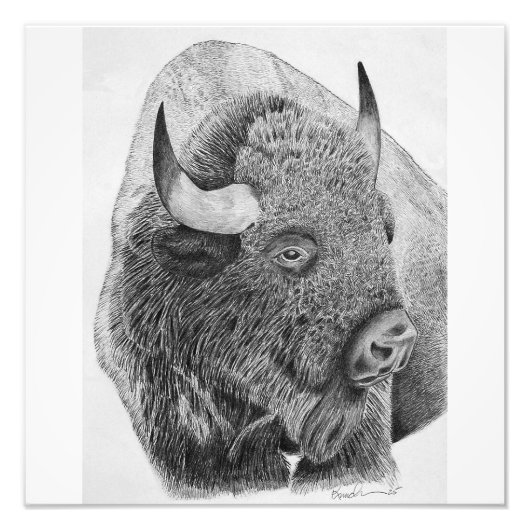 Amerikanischer Bison Fotodruck (Vorne)