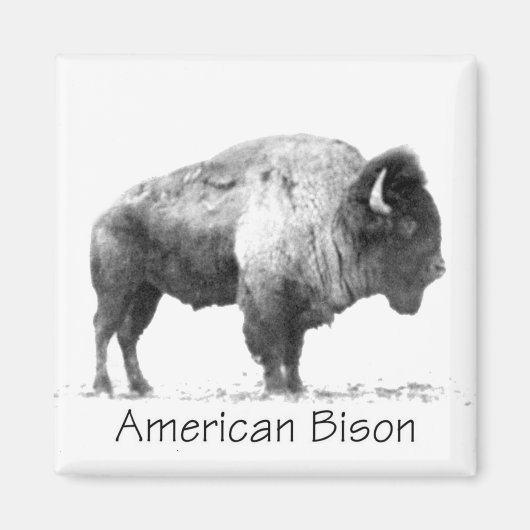 Amerikanischer Bison Magnet (Vorne)