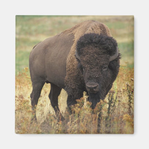 Amerikanischer Bison-Magnet Magnet