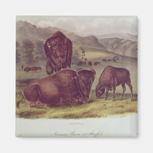 Amerikanischer Bison oder Büffel Magnet