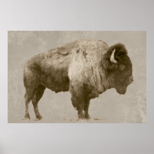 Amerikanischer Bison Poster (Vorne)