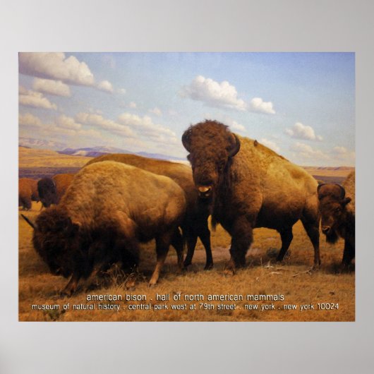 amerikanischer Bison Poster (Vorne)
