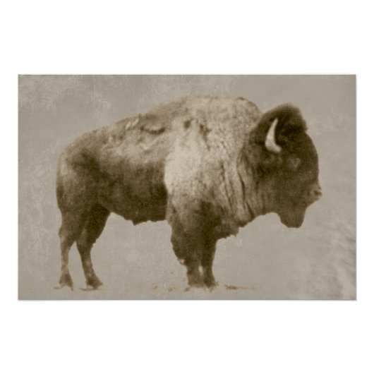 Amerikanischer Bison Poster (Vorderseite)