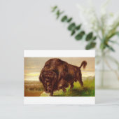 Amerikanischer Bison Postkarte (Stehend Vorderseite)