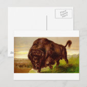 Amerikanischer Bison Postkarte (Vorne/Hinten)