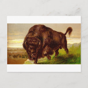 Amerikanischer Bison Postkarte