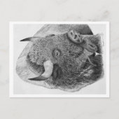 Amerikanischer Bison Postkarte (Vorderseite)