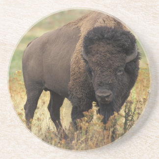 Amerikanischer Bison-Sandstein-Untersetzer Getränkeuntersetzer