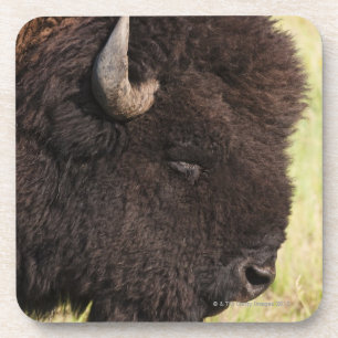 Amerikanischer Bison, South Dakota Getränkeuntersetzer