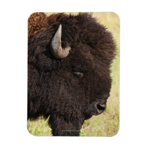 Amerikanischer Bison, South Dakota Magnet