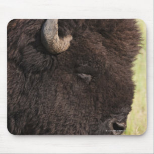 Amerikanischer Bison, South Dakota Mousepad