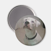 Amerikanischer Bulldogen-Magnet Magnet (Vorderseite/Rückseite)