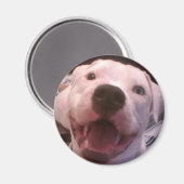 Amerikanischer Bulldogen-Magnet Magnet (Vorderseite/Rückseite)