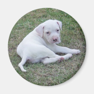 Amerikanischer Bulldoggen-Welpe Magnet