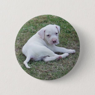 Amerikanischer Bulldoggen-Welpen-Knopf Button