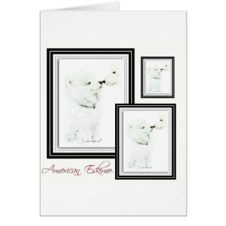 Amerikanischer Eskimo