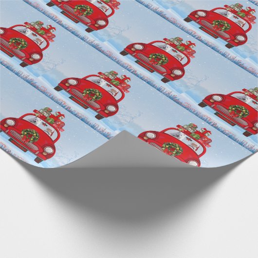 Amerikanischer Eskimo Hund in Auto mit dem Weihnac Geschenkpapier (Ecke)