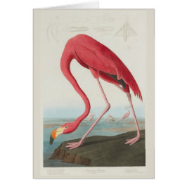 Amerikanischer Flamingo durch J.J. Audubon
