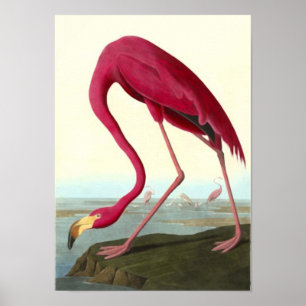 Amerikanischer Flamingo, John James Audubon Poster