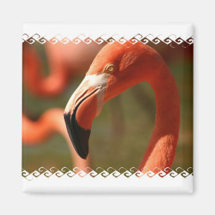 Amerikanischer Flamingo-Quadrat-Magnet Magnet