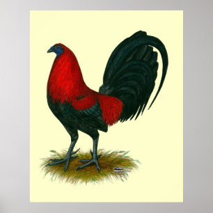 Amerikanischer Gamecock: Braunrot Poster