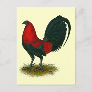 Amerikanischer Gamecock:  Braunrot Postkarte