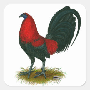 Amerikanischer Gamecock: Braunrot Quadratischer Aufkleber