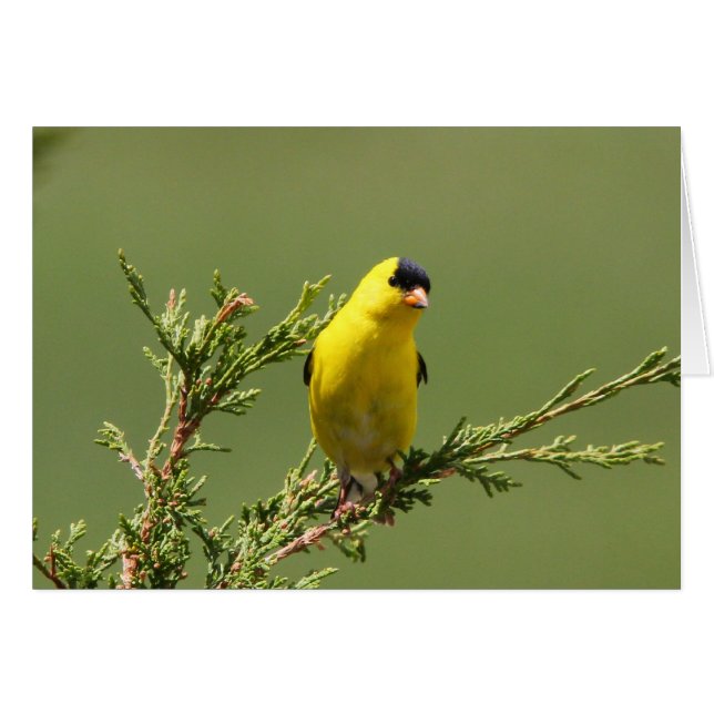 Amerikanischer Goldfinch (Vorderseite (Horizontal))