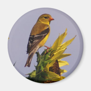 Amerikanischer Goldfinch auf Sonnenblume Magnet