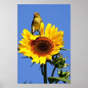 Amerikanischer Goldfinch auf Sonnenblume Poster