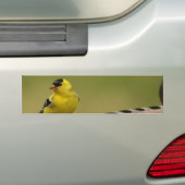 Amerikanischer Goldfinch Autoaufkleber (Auf Auto)