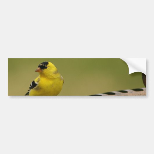 Amerikanischer Goldfinch Autoaufkleber (Vorne)