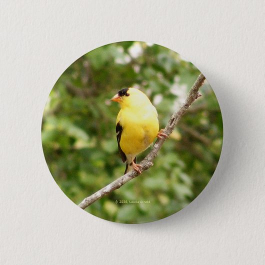 Amerikanischer Goldfinch Button (Vorderseite)