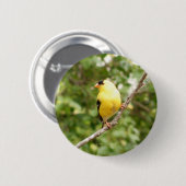 Amerikanischer Goldfinch Button (Vorne & Hinten)