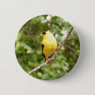 Amerikanischer Goldfinch Button