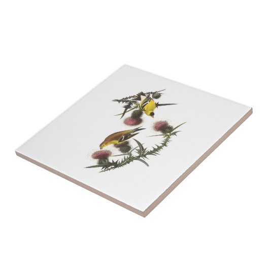 Amerikanischer Goldfinch durch Audubon Fliese (Seite)