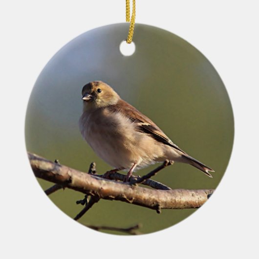 Amerikanischer Goldfinch im Wintergefieder Keramik Ornament (Vorne)