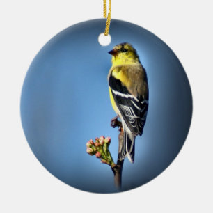 Amerikanischer Goldfinch Keramik Ornament