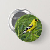 Amerikanischer Goldfinch-Knopf Button (Vorne & Hinten)