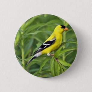 Amerikanischer Goldfinch-Knopf Button