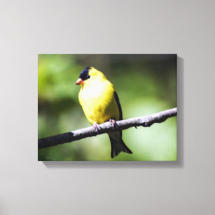 Amerikanischer Goldfinch-Leinwand-Druck Leinwanddruck