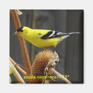 Amerikanischer Goldfinch Magnet