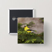 Amerikanischer Goldfinch-Mann im Baum Button (Vorne & Hinten)