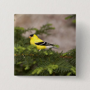 Amerikanischer Goldfinch-Mann im Baum Button