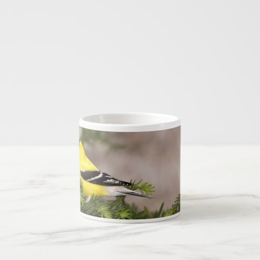 Amerikanischer Goldfinch-Mann im Baum Espressotasse (Vorderseite)
