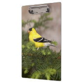 Amerikanischer Goldfinch-Mann im Baum Klemmbrett (Links)