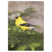 Amerikanischer Goldfinch-Mann im Baum Klemmbrett (Rückseite)