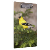 Amerikanischer Goldfinch-Mann im Baum Klemmbrett (Rechts)