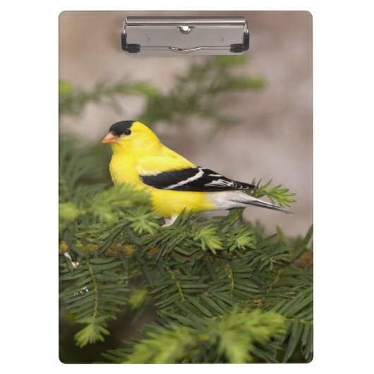 Amerikanischer Goldfinch-Mann im Baum Klemmbrett (Vorderseite)