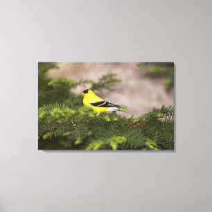Amerikanischer Goldfinch-Mann im Baum Leinwanddruck
